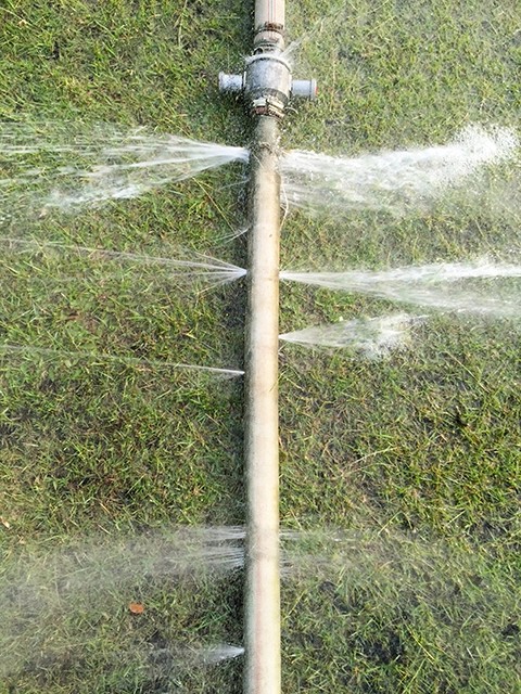 Firehose laying across nice green grass. The hose has multiple hole causing water to spray into the air and across the grass.